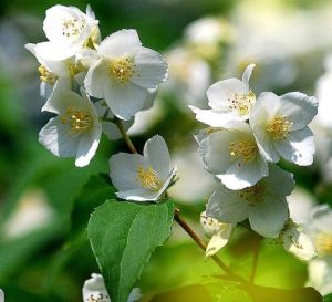 米柴山梅花 米柴山梅花