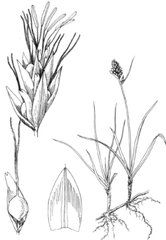 密穗苔草 密穗苔草