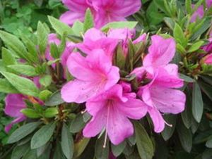 白花伏地杜鵑 白花伏地杜鵑