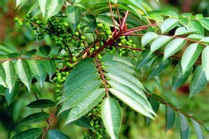 九子母科 九子母科