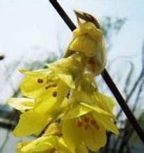 紫果蠟瓣花 紫果蠟瓣花