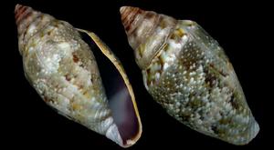 地中海芋螺 地中海芋螺