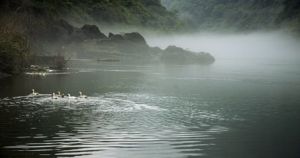 白霧茫茫 白霧茫茫