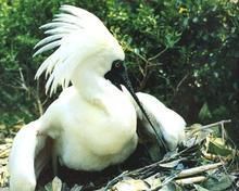 黑臉鷺琵 黑臉鷺琵