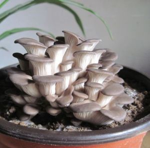 盆栽蘑菇