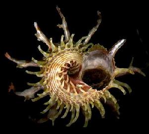 宏星棘冠螺 宏星棘冠螺