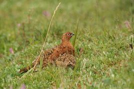 柳雷鳥阿留申群島亞種 柳雷鳥阿留申群島亞種