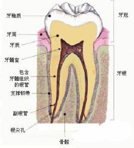 牙齒結構