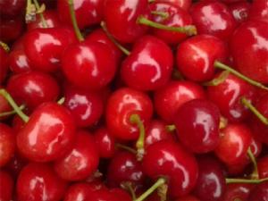 嶗山大櫻桃 嶗山大櫻桃