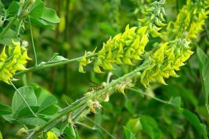 三尖葉豬屎豆 三尖葉豬屎豆