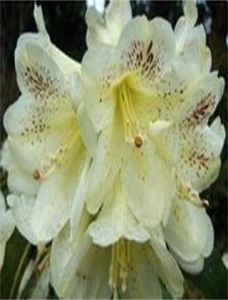 睫毛萼杜鵑(原亞種) 睫毛萼杜鵑(原亞種)