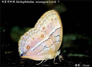 雙星前環蝶 雙星前環蝶