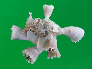 太陽綴殼螺 太陽綴殼螺