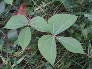 大血藤科 大血藤科