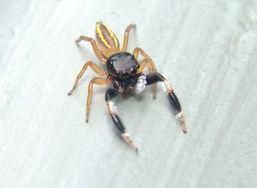 短螯蠅虎 短螯蠅虎