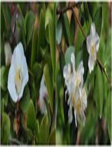 四川毛蕊茶 四川毛蕊茶