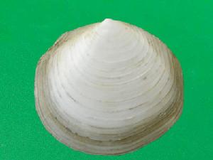 滿月蛤科 滿月蛤科