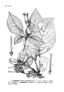 美麗唇柱苣苔 美麗唇柱苣苔