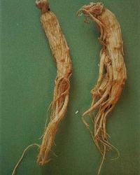 本溪人參 本溪人參