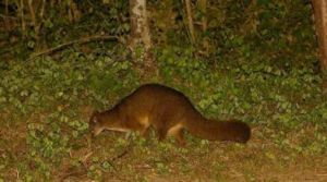 食蟻狸科 食蟻狸科