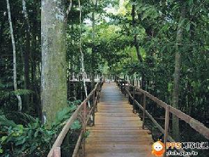 亞馬遜熱帶雨林倒計時：消逝原因是人為過度開發