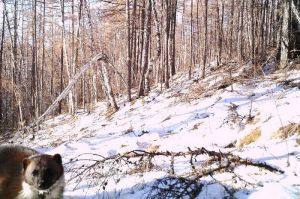 汗馬國家級自然保護區