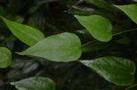 密花輪環藤 密花輪環藤