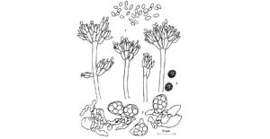 榛色籃狀菌 榛色籃狀菌