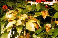 藥用植物人參斑枯病