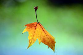 落葉[自然現象]