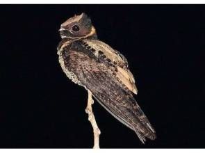 環頸毛腿夜鷹 環頸毛腿夜鷹