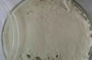 球孢白僵菌Bb0062 球孢白僵菌Bb0062