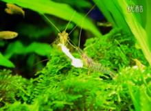 清理屍體的中華小長臂蝦