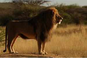 東北剛果獅 東北剛果獅