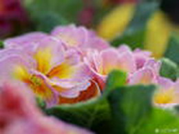 （圖）西洋櫻草