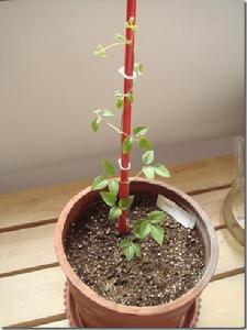 （圖）深山毛蓮菜