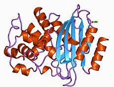 β-內醯胺酶 β-內醯胺酶