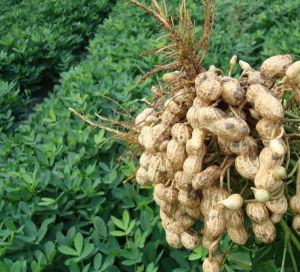 生花生的營養價值 生花生的營養價值