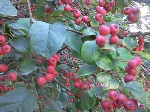 藏邊栒子 藏邊栒子