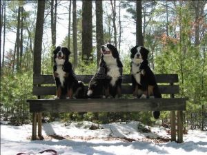 Bernese Mountain Dog
