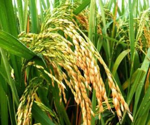 博優雲三 博優雲三