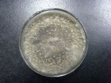 交鏈孢屬 交鏈孢屬