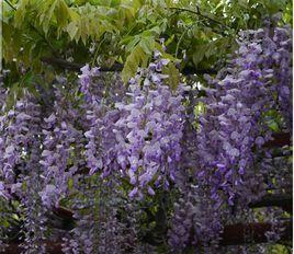 日本紫藤 日本紫藤