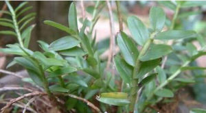 小花牛齒蘭 小花牛齒蘭