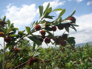 石屏楊梅 石屏楊梅