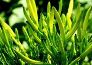 黃花野青茅 黃花野青茅