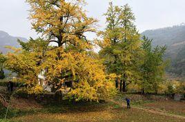 銀杏山莊 銀杏山莊