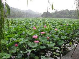 荷花里社區 荷花里社區