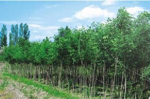 小葉白臘自然保護區 小葉白臘自然保護區