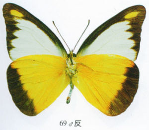 靈奇尖粉蝶海南亞種 靈奇尖粉蝶海南亞種